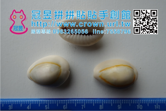 貝殼DIY