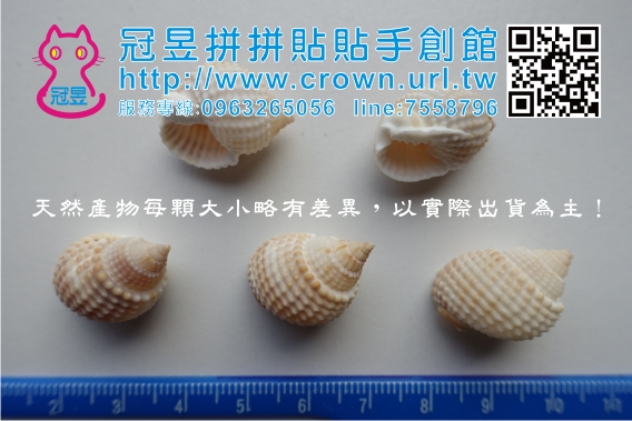 切片貝殼批發