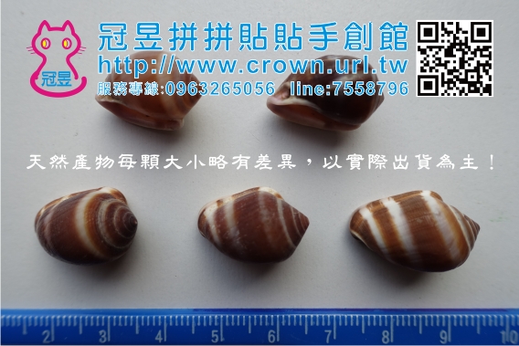 貝殼批發