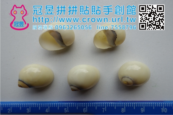 批發貝殼切片'