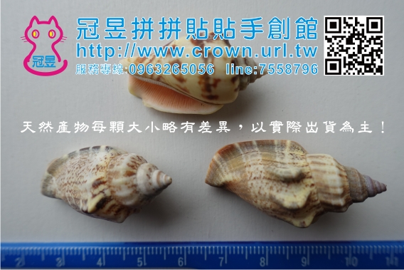 切片貝殼批發