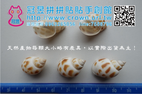 貝殼批發