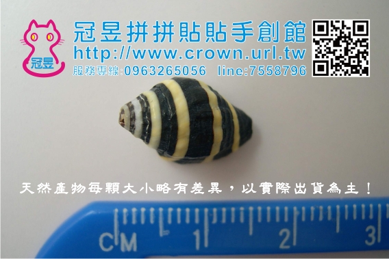 切片貝殼批發