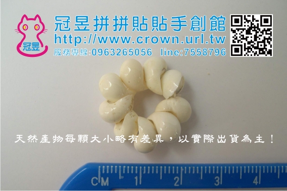 貝殼批發