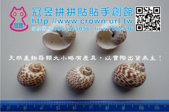 切片貝殼批發