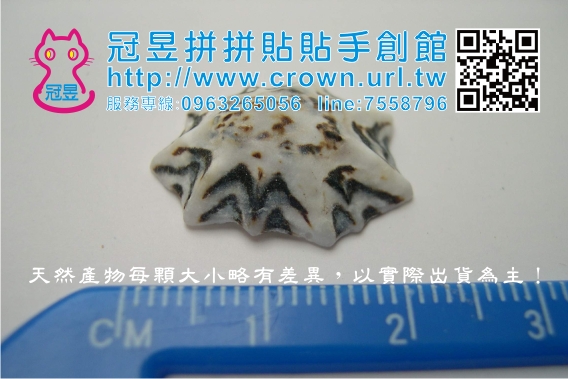 貝殼DIY