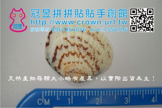 切片貝殼批發