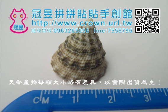 貝殼批發