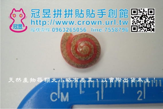 批發貝殼切片'