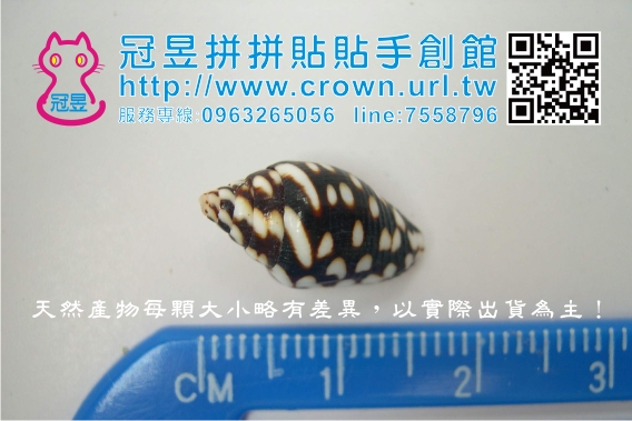 貝殼DIY