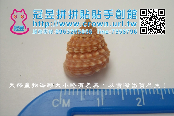 切片貝殼批發