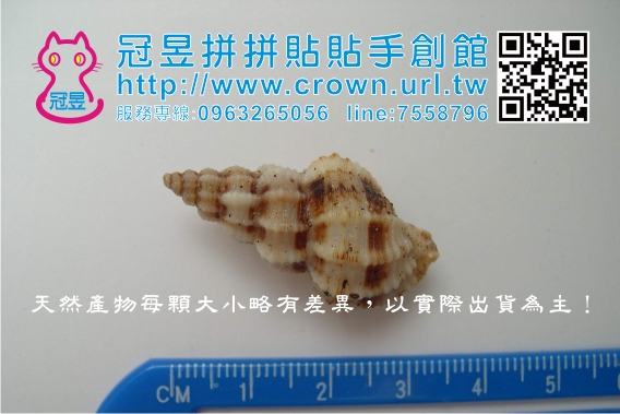 貝殼批發