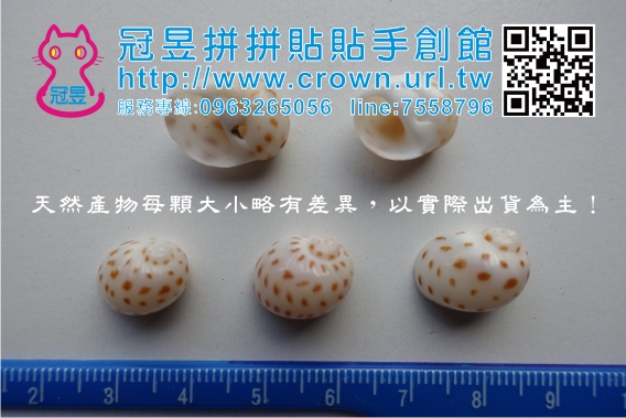 貝殼批發