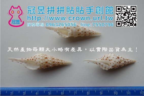 批發貝殼切片'
