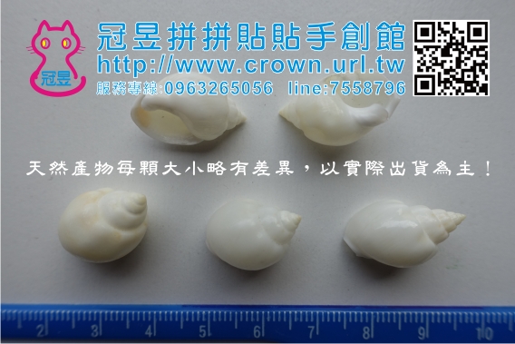 貝殼DIY