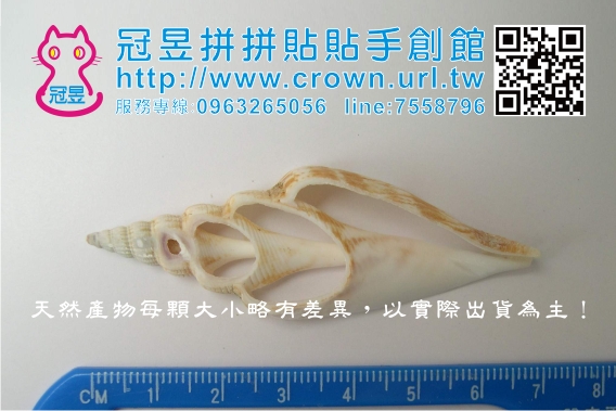 切片貝殼批發