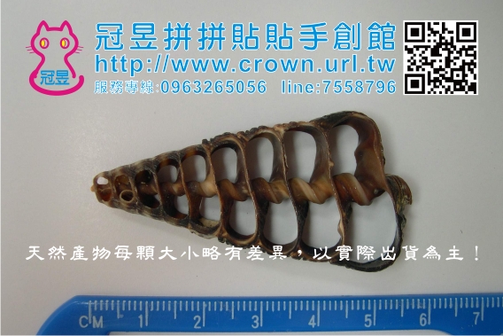 貝殼批發