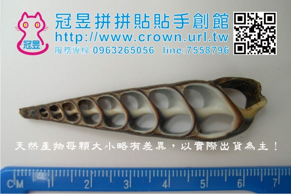 貝殼DIY