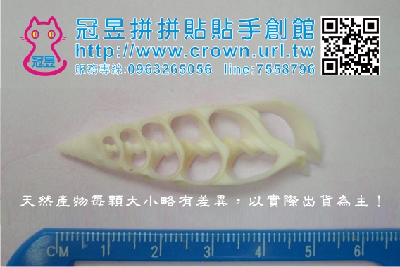 切片貝殼批發