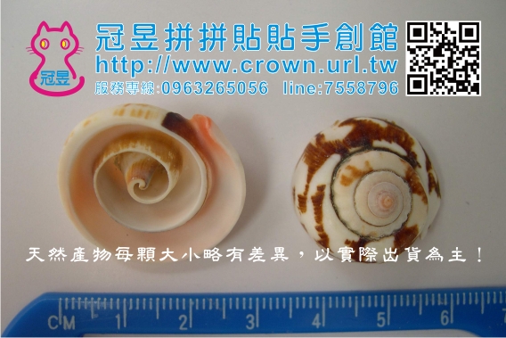 貝殼批發