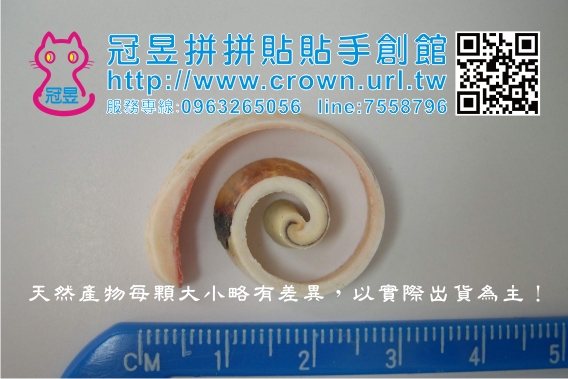 批發貝殼切片'
