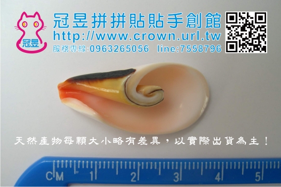 貝殼DIY