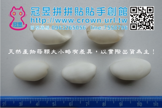 切片貝殼批發