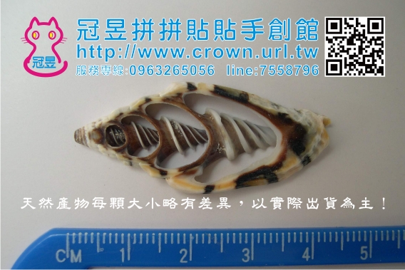 切片貝殼批發
