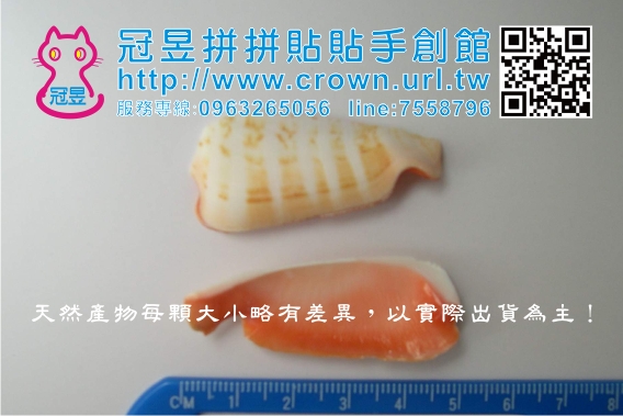 貝殼批發