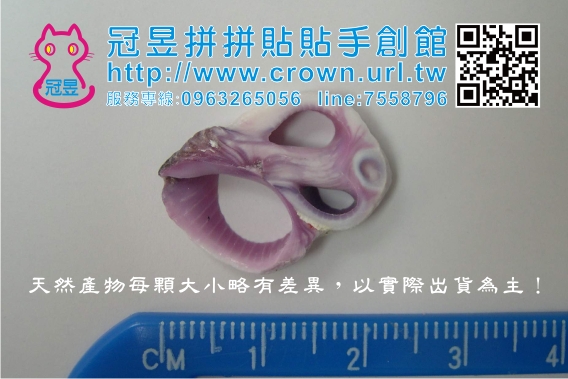 批發貝殼切片'