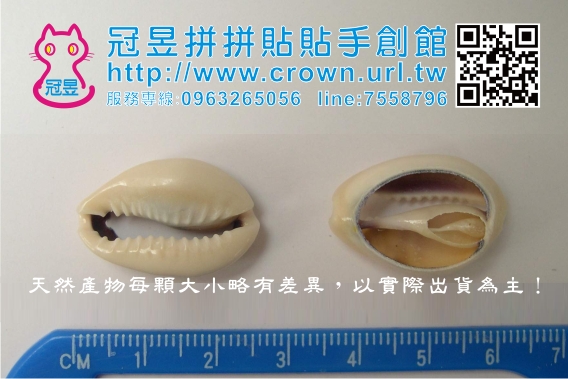 批發貝殼切片'