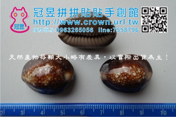 貝殼批發