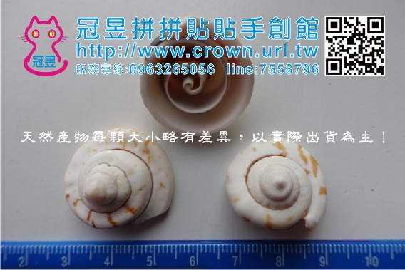 批發貝殼切片'