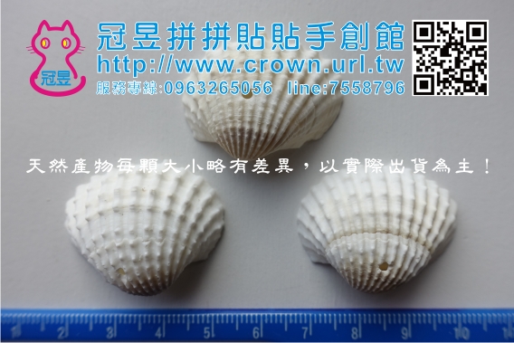 貝殼批發