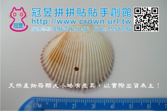 打洞貝殼