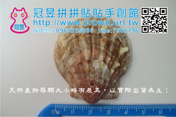 鑽洞貝殼