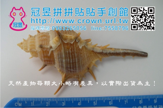 鑽洞貝殼批發'