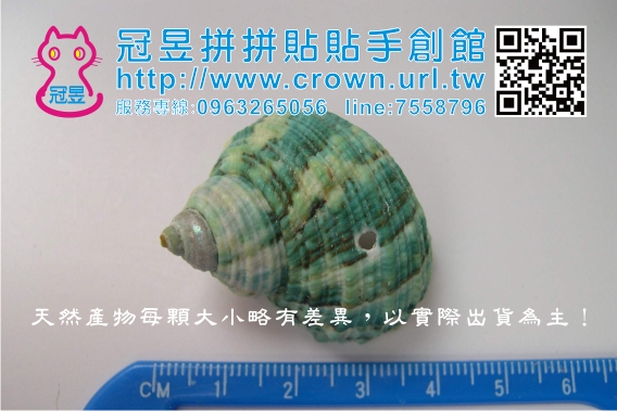 貝殼批發