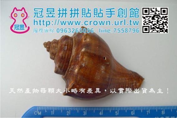 鑽洞貝殼