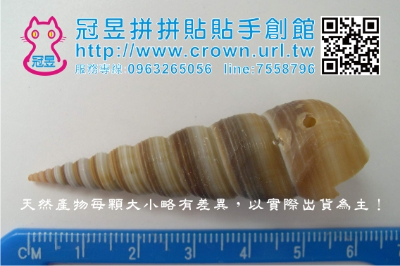鑽洞貝殼批發'