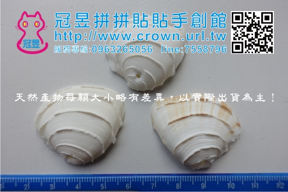 打洞貝殼