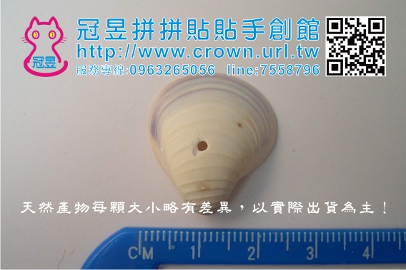 鑽洞貝殼批發'