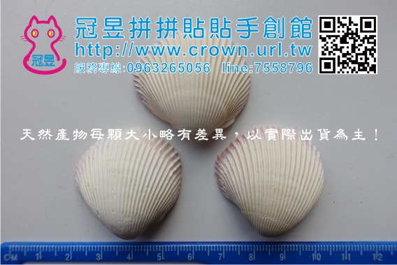 鑽洞貝殼