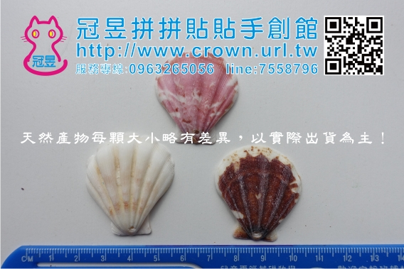 鑽洞貝殼批發'
