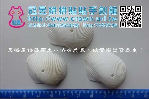 貝殼批發