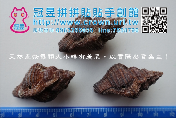 打洞貝殼