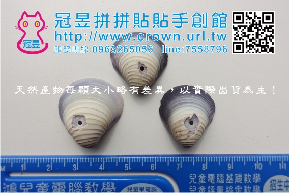 鑽洞貝殼