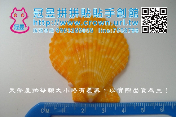 鑽洞貝殼批發'